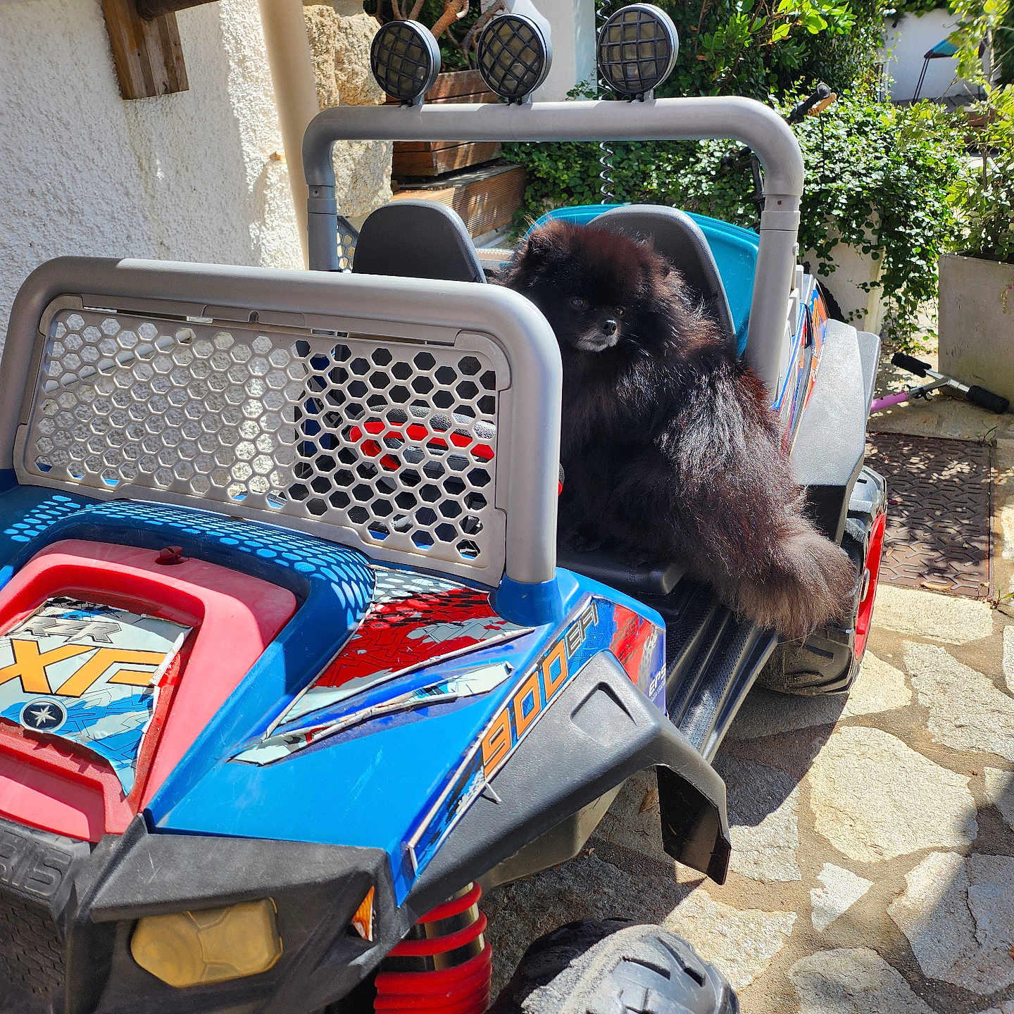 Guizmo a rejoint le concours — aidez-le/la à gagner de superbes lots ! animal, black, black_dog, blue, daylight, dog, fluffy, greenery, off_road_vehicle, outdoor, patio, pet, plants, red, seat, shadow, stone_floor, sunlight, toy_vehicle, wheel