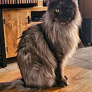 Taco participe au concours pour gagner de l'argent avec cette photo : cat, long_hair, yellow_eyes, wooden_table, indoor, furniture, floor_tiles, pet, animal, sitting, fluffy, domestic_cat, fur, whiskers, ears, tail, close_up, portrait, calm, home