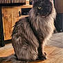 cat, long_hair, yellow_eyes, wooden_table, indoor, furniture, floor_tiles, pet, animal, sitting, fluffy, domestic_cat, fur, whiskers, ears, tail, close_up, portrait, calm, home