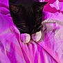 cat, black_cat, white_paws, pet, animal, feline, resting, bed, blanket, pink, purple, pattern, indoor, cute, whiskers, fur, sleepy, cozy, closeup, domestic_cat