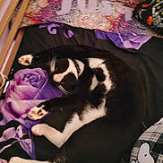 Duchess is registered to the contest to win money with this photo: cat, black_and_white, sleeping, bed, blanket, pajamas, purple, rose_pattern, cozy, feline, pet, indoor, resting, paw, fur, collar, human_leg, fabric, comfort, animal