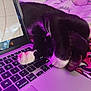 Duchess joined the competition — help win amazing prizes! cat, black_and_white, laptop, keyboard, paws, sleeping, indoor, purple_light, blanket, technology, pet, cute, cozy, resting, computer, feline, closeup, domestic_cat, home, relaxation