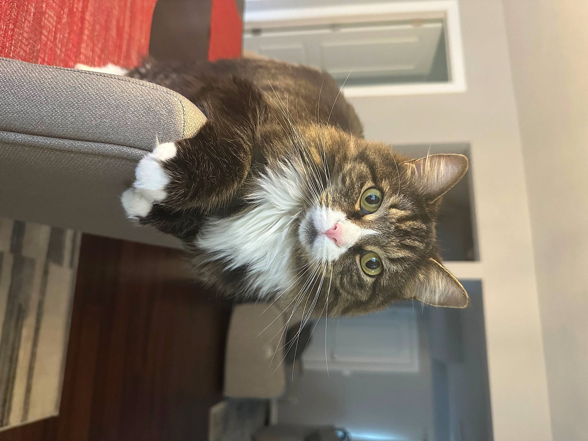 Mila joined the competition — help win amazing prizes! carnivore, cat, claw, domestic_short_haired_cat, felidae, fur, small_to_medium_sized_cats, terrestrial_animal, whiskers