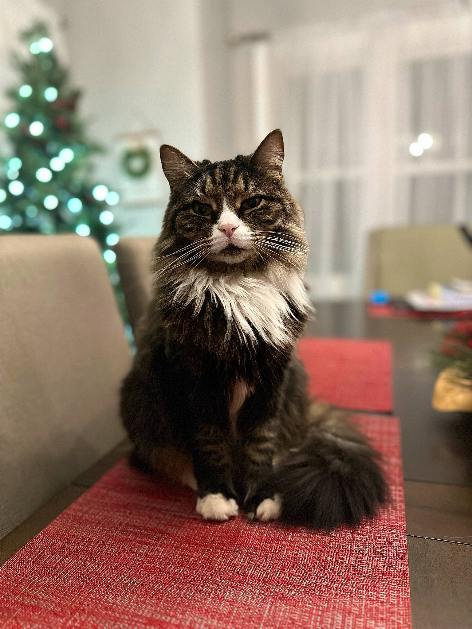 Mila joined the competition — help win amazing prizes! carnivore, cat, christmas_tree, claw, conifer, domestic_short_haired_cat, event, felidae, flooring, foot, fur, holiday, paw, sitting, small_to_medium_sized_cats, snout, tail, tree, whiskers, wood
