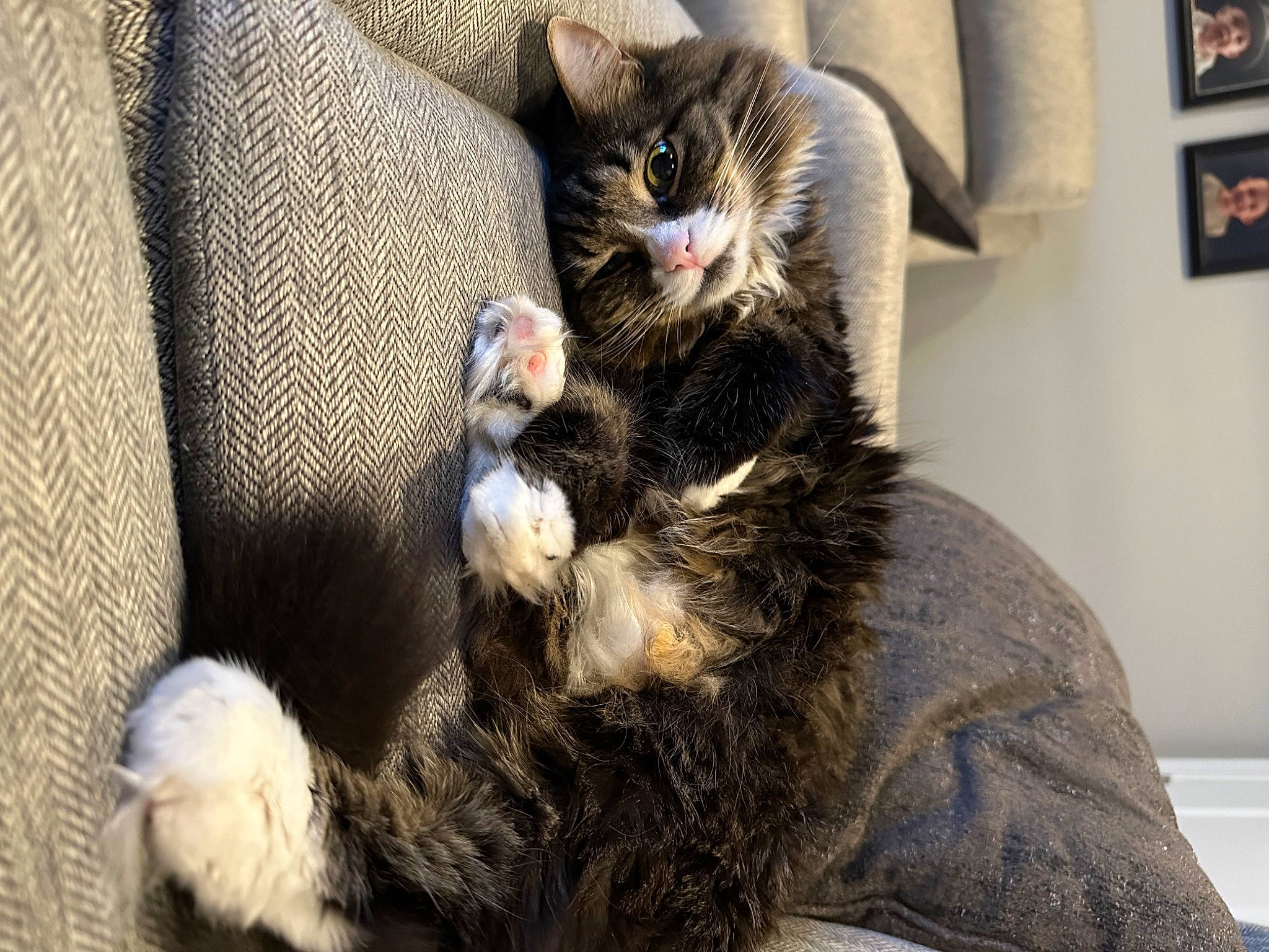 Mila joined the competition — help win amazing prizes! black_cat, carnivore, cat, claw, comfort, companion_dog, domestic_short_haired_cat, ear, felidae, foot, fur, grey, paw, picture_frame, sitting, small_to_medium_sized_cats, snout, tail, whiskers