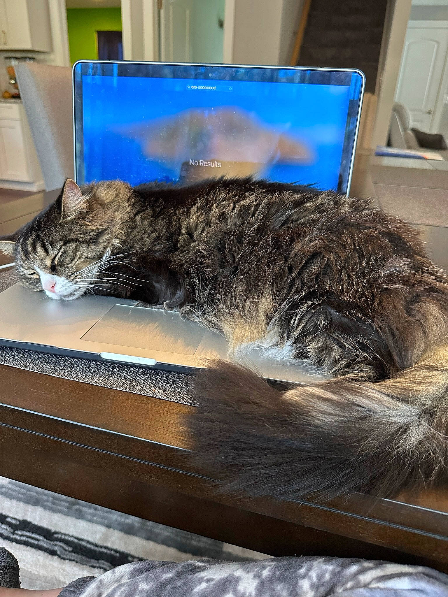 Mila joined the competition — help win amazing prizes! carnivore, cat, claw, comfort, computer, domestic_short_haired_cat, felidae, flooring, fur, laptop, mammal, metal, paw, personal_computer, room, small_to_medium_sized_cats, tail, vertebrate, whiskers, wood