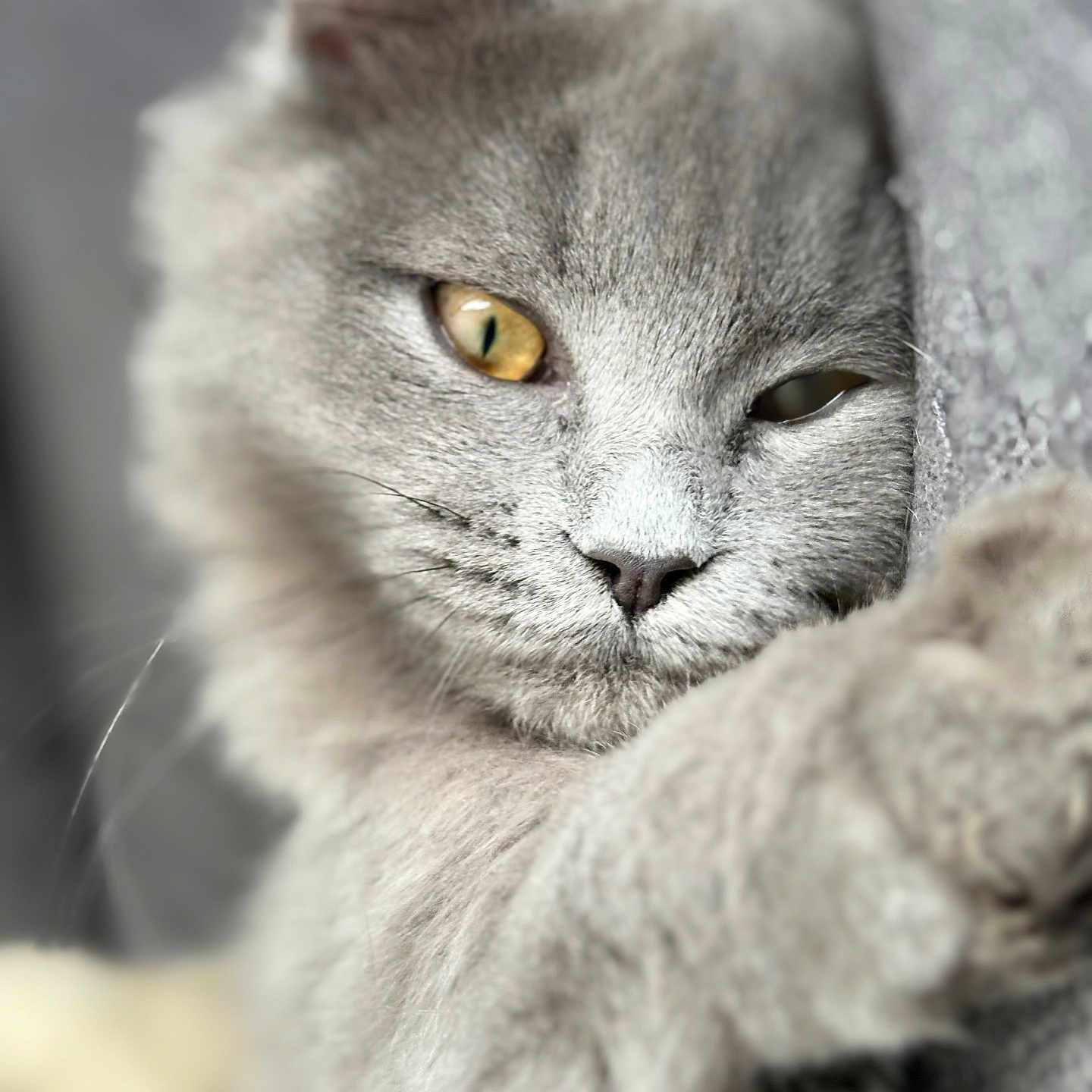 Arky participe au concours pour gagner de l'argent avec cette photo : animal, cat, close_up, cozy, cute, domestic_animal, face, feline, fur, gray_cat, indoor, mammal, paw, pet, portrait, relaxed, sleepy, soft_texture, whiskers, yellow_eyes