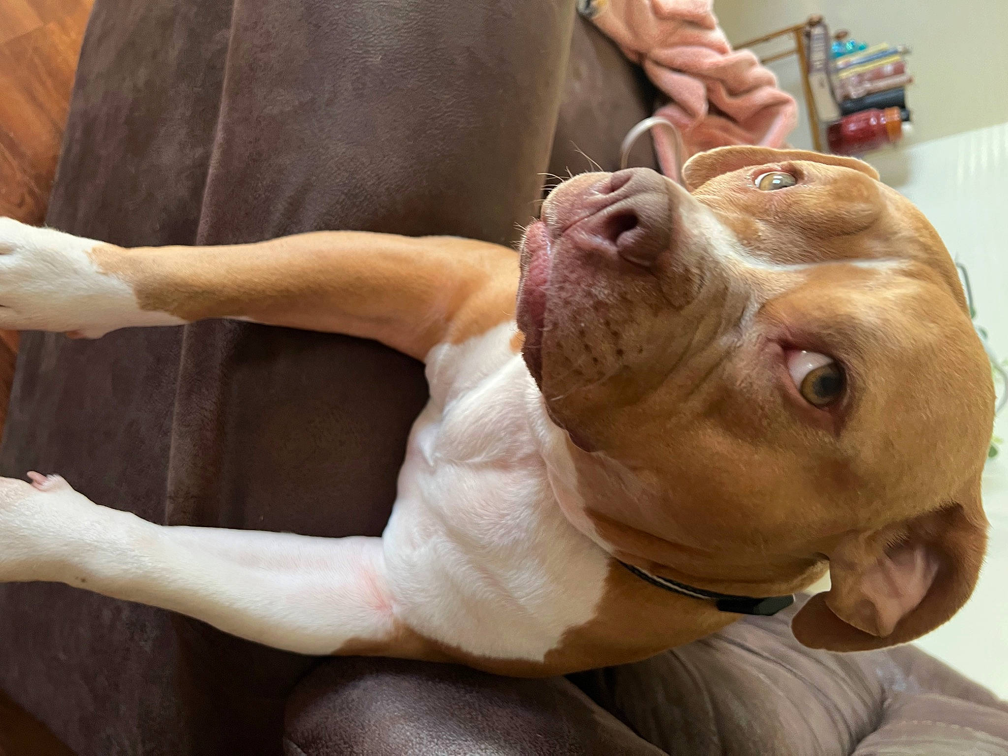 Jasmine joined the competition — help win amazing prizes! canidae, carnivore, chest, collar, companion_dog, dog, dog_breed, ear, elbow, fawn, flesh, fur, gesture, liver, non_sporting_group, sporting_group, whiskers, working_animal, wrinkle