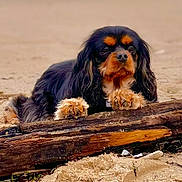Sweetie participe au concours pour gagner de l'argent avec cette photo : dog, beach, sand, log, outdoor, animal, pet, fur, black, tan, paws, resting, nature, closeup, canine, portrait, calm, relaxed, daytime, cute