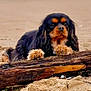 dog, beach, sand, log, outdoor, animal, pet, fur, black, tan, paws, resting, nature, closeup, canine, portrait, calm, relaxed, daytime, cute