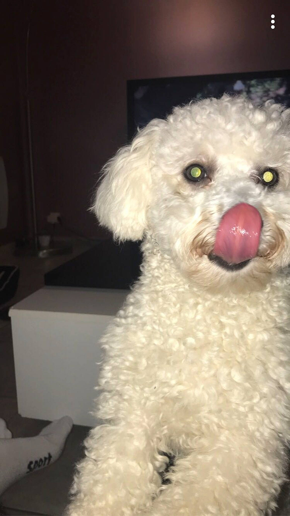 Poppy a rejoint le concours — aidez-le/la à gagner de superbes lots ! bichon, bichon_frise, bolognese, bolonka, canidae, carnivore, dog, dog_breed, fur, maltepoo, maltese, miniature_poodle, non_sporting_group, nose, poodle, poodle_crossbreed, puppy, snout, toy_dog, toy_poodle