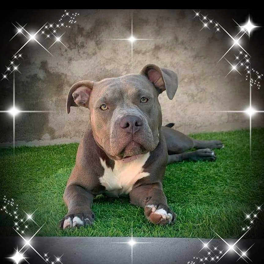 Ruby a rejoint le concours — aidez-le/la à gagner de superbes lots ! animal, brown, calm, canine, cute, dog, ears, fur, grass, lying_down, muzzle, nature, outdoor, paw, pet, pitbull, portrait, sparkle_effect, wall, white_markings