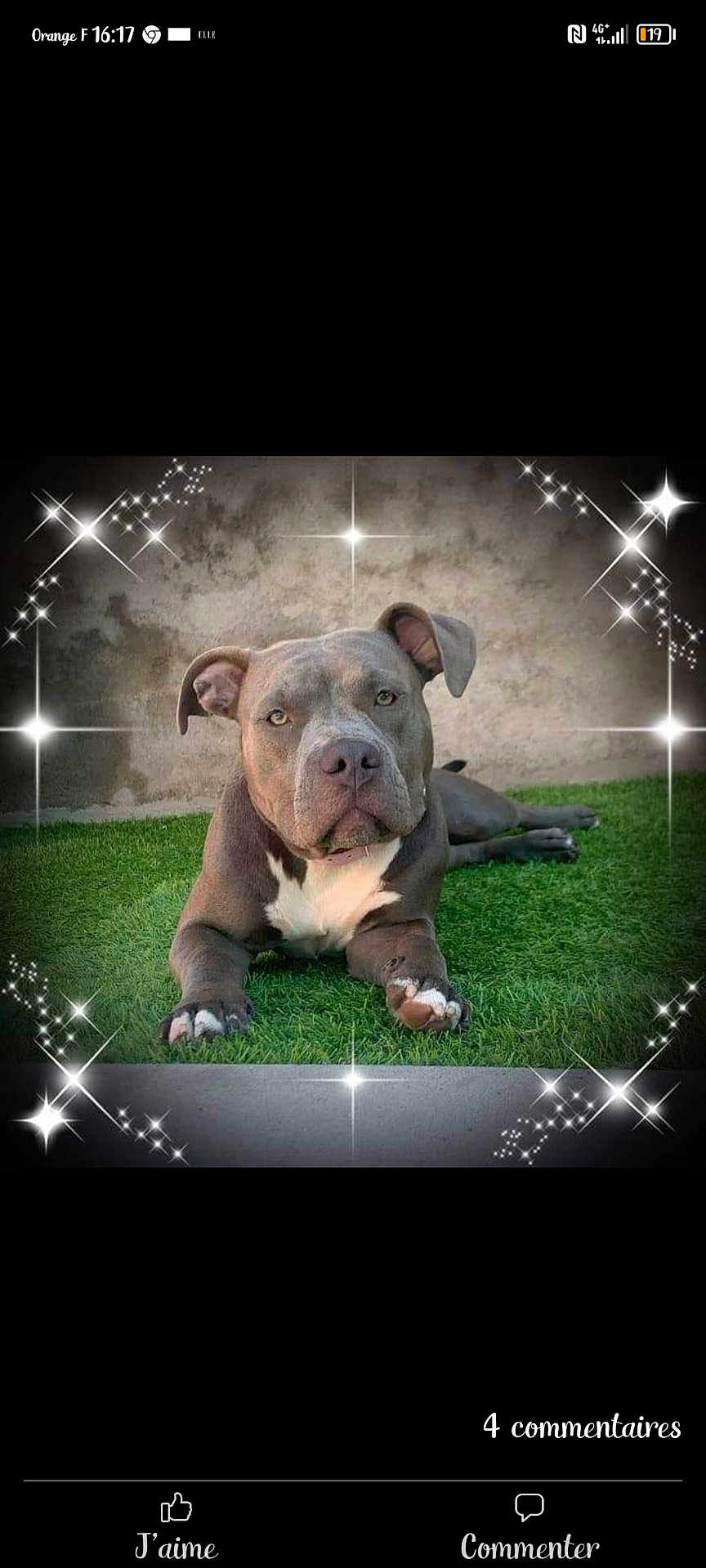 Ruby a rejoint le concours — aidez-le/la à gagner de superbes lots ! dog, pitbull, grass, outdoor, pet, animal, lying_down, brown, white_markings, ears, paw, portrait, cute, calm, sparkle_effect, wall, nature, canine, muzzle, fur