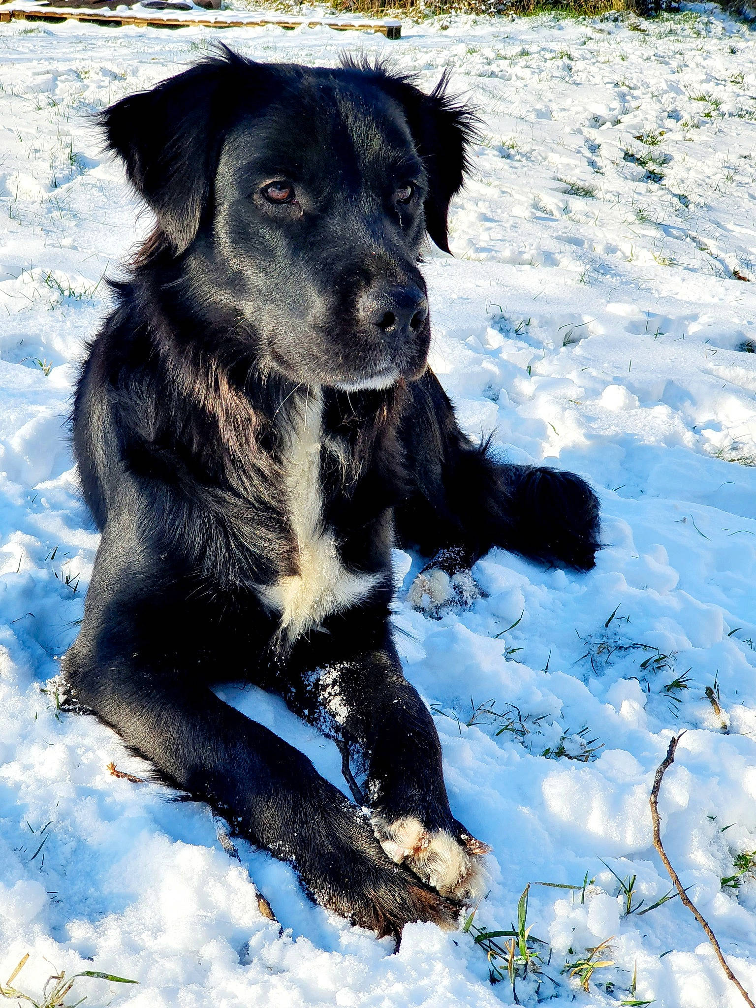 Daisy participe au concours pour gagner de l'argent avec cette photo : borador, canidae, carnivore, companion_dog, dog, dog_breed, dog_collar, dog_supply, electric_blue, freezing, fur, guard_dog, hunting_dog, snow, sporting_group, terrestrial_animal, whiskers, winter, working_animal, working_dog