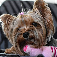 Tina a rejoint le concours — aidez-le/la à gagner de superbes lots ! animal, close_up, cute, dog, domestic_animal, ears, face, fur, hair_tie, indoor, nose, pet, pink, plush_toy, portrait, small_dog, striped, toy, whiskers, yorkshire_terrier