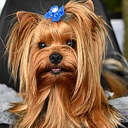 Génie participe au concours pour gagner de l'argent avec cette photo : adorable, animal, black_nose, blanket, bow, chair, close_up, cute, dog, ears, face, fur, hair, indoor, long_hair, pet, portrait, small_dog, tongue, yorkshire_terrier