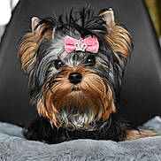 Astra Bella participe au concours pour gagner de l'argent avec cette photo : dog, puppy, yorkshire_terrier, bow, pink_bow, cute, fluffy, pet, animal, portrait, small_dog, fur, black_fur, brown_fur, adorable, indoor, blanket, close_up, sitting, face