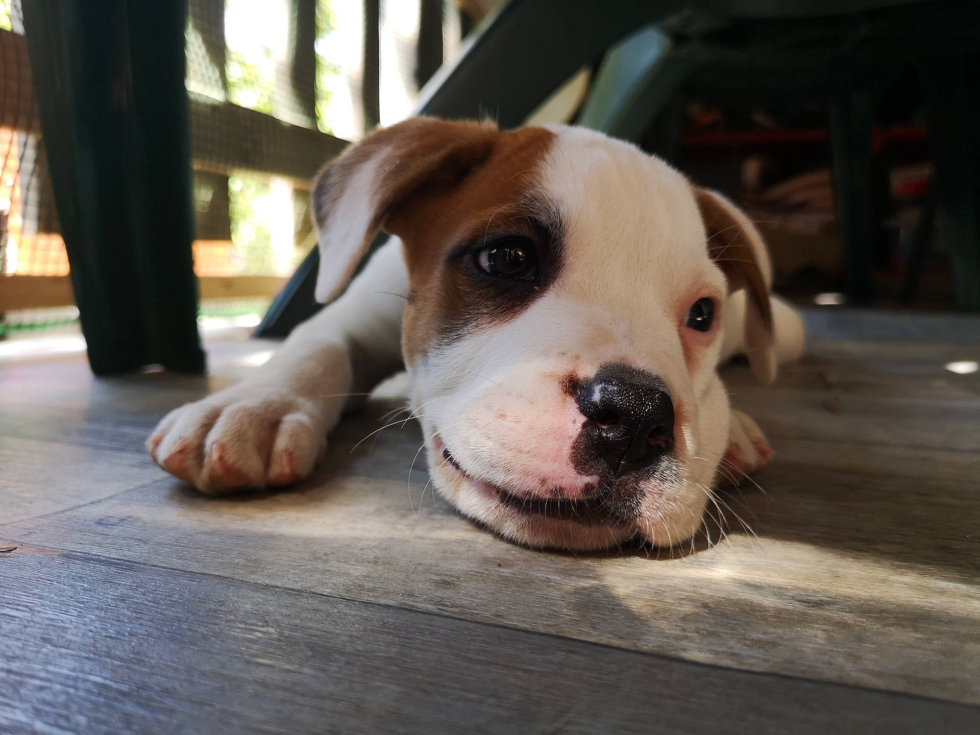 Rossi participe au concours pour gagner de l'argent avec cette photo : american_bulldog, australian_bulldog, boxer, canidae, carnivore, companion_dog, dog, dog_breed, fawn, mammal, non_sporting_group, nose, olde_english_bulldogge, pit_bull, puppy, puppy_love, snout, sporting_group, valley_bulldog, vertebrate