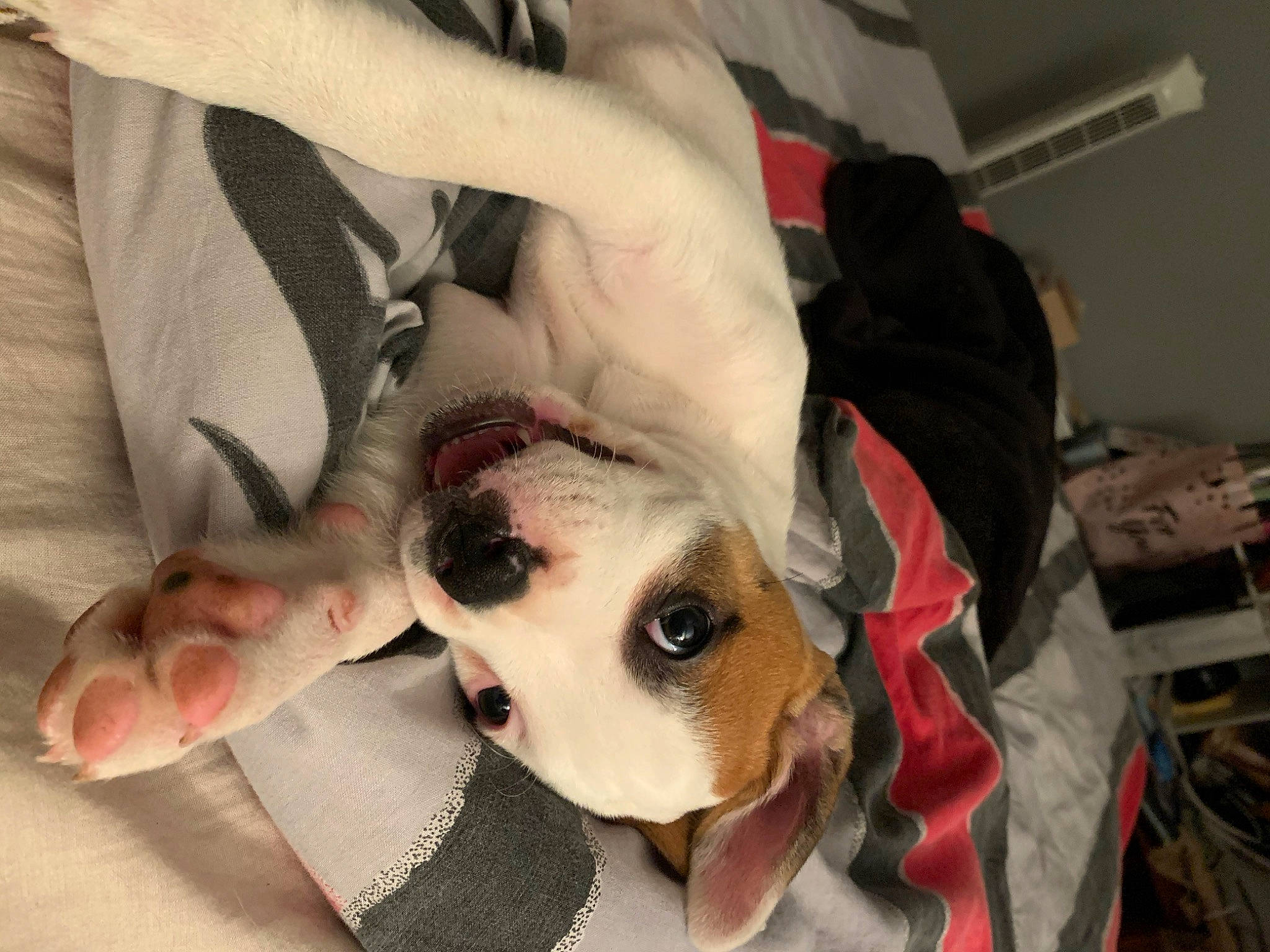 Rossi participe au concours pour gagner de l'argent avec cette photo : american_bulldog, boston_terrier, bulldog, canidae, carnivore, companion_dog, dog, dog_breed, ear, fawn, non_sporting_group, old_english_bulldog, olde_english_bulldogge, pit_bull, puppy, puppy_love, snout, valley_bulldog