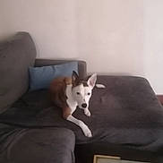 Zaya participe au concours pour gagner de l'argent avec cette photo : dog, couch, indoor, pet, furniture, pillow, table, canine, resting, living_room, domestic_animal, brown_and_white, ears, floor, household, animal, companion, relaxing, seated, blank_wall