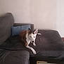 dog, couch, indoor, pet, furniture, pillow, table, canine, resting, living_room, domestic_animal, brown_and_white, ears, floor, household, animal, companion, relaxing, seated, blank_wall