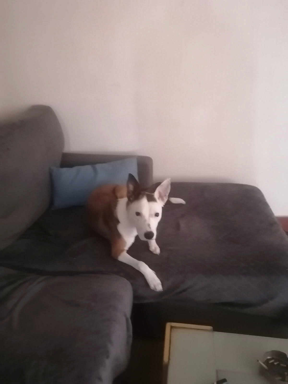 Zaya