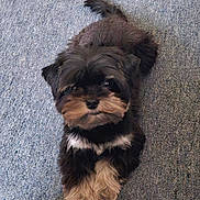Milo is registered to the contest to win money with this photo: dog, puppy, fluffy, carpet, pet, animal, cute, fur, lying_down, small_dog, indoors, looking_up, friendly, companion, adorable, relaxed, domestic_animal, mammal, paws, tail