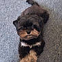 dog, puppy, fluffy, carpet, pet, animal, cute, fur, lying_down, small_dog, indoors, looking_up, friendly, companion, adorable, relaxed, domestic_animal, mammal, paws, tail