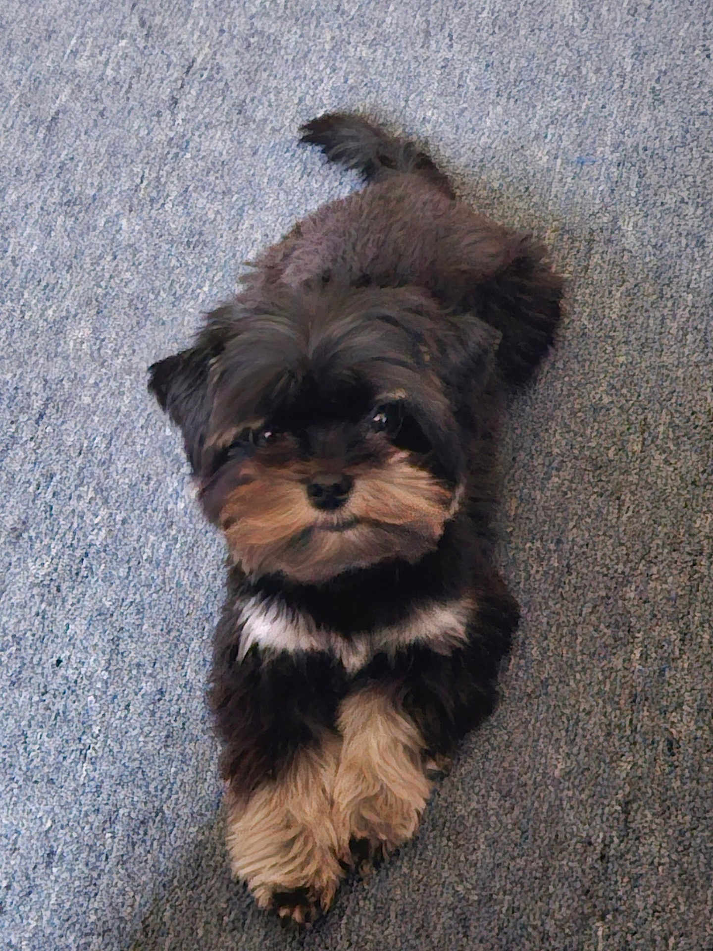 Milo