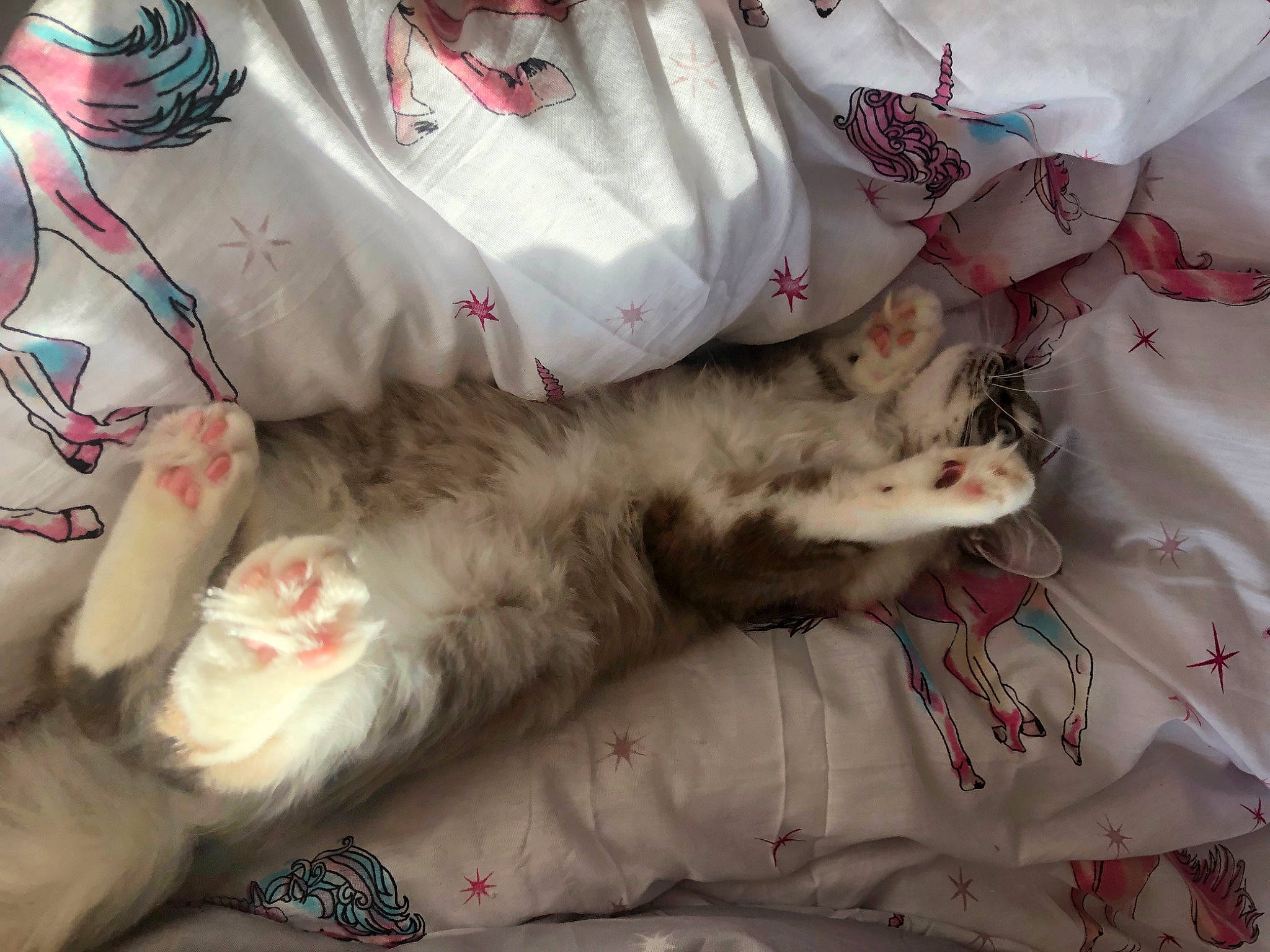 Shadow is registered to the contest to win money with this photo: bed, bed_sheet, bedding, carnivore, cat, claw, comfort, felidae, flesh, fur, linens, nap, pattern, paw, room, small_to_medium_sized_cats, tail, textile, whiskers