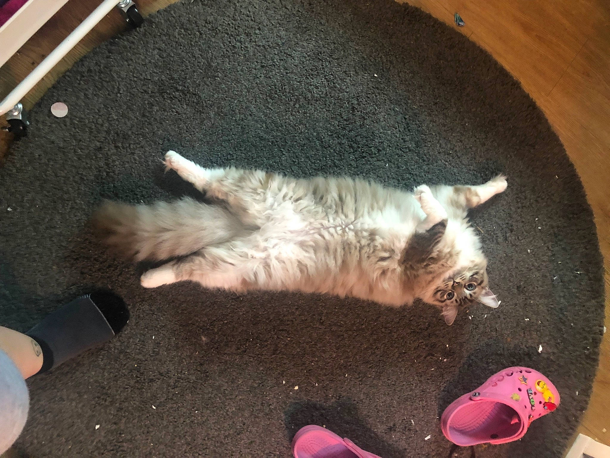 Shadow is registered to the contest to win money with this photo: carmine, carnivore, cat, claw, companion_dog, dog_breed, domestic_short_haired_cat, felidae, flooring, foot, fur, gesture, musical_instrument, nap, paw, small_to_medium_sized_cats, sporting_group, tail, toe, whiskers