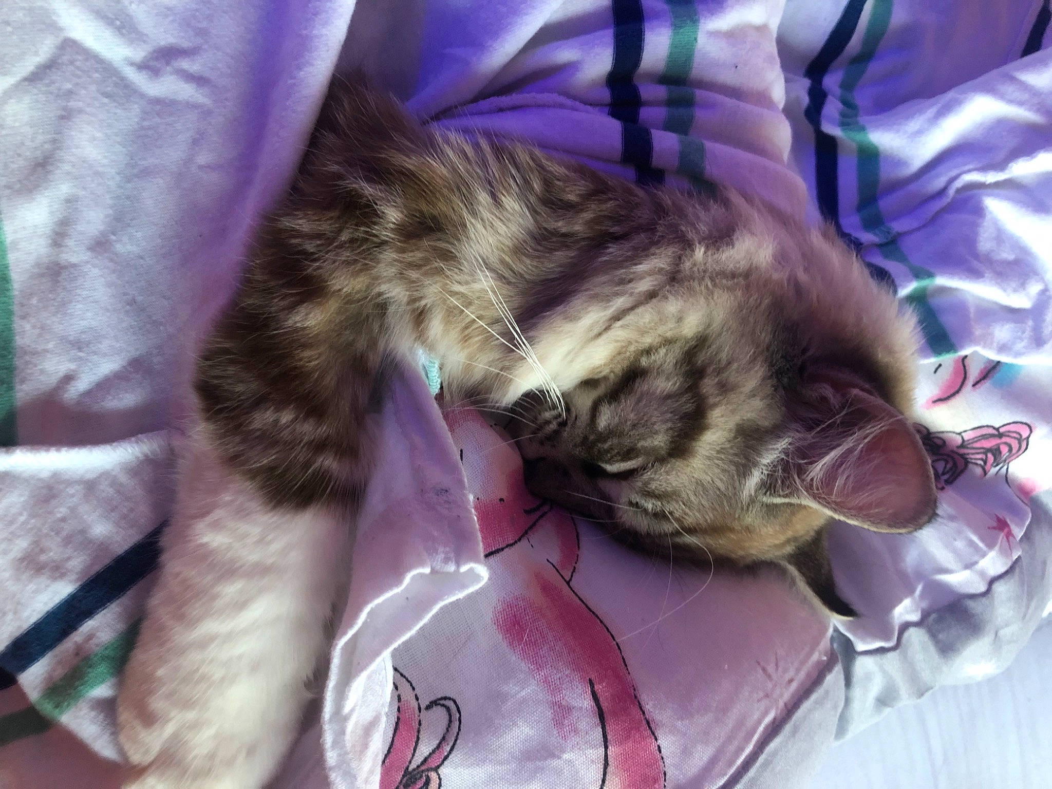 Shadow joined the competition — help win amazing prizes! canidae, carnivore, cat, claw, comfort, companion_dog, dog_breed, domestic_short_haired_cat, fawn, felidae, fur, lap, linens, paw, small_to_medium_sized_cats, snout, sporting_group, tail, textile, whiskers