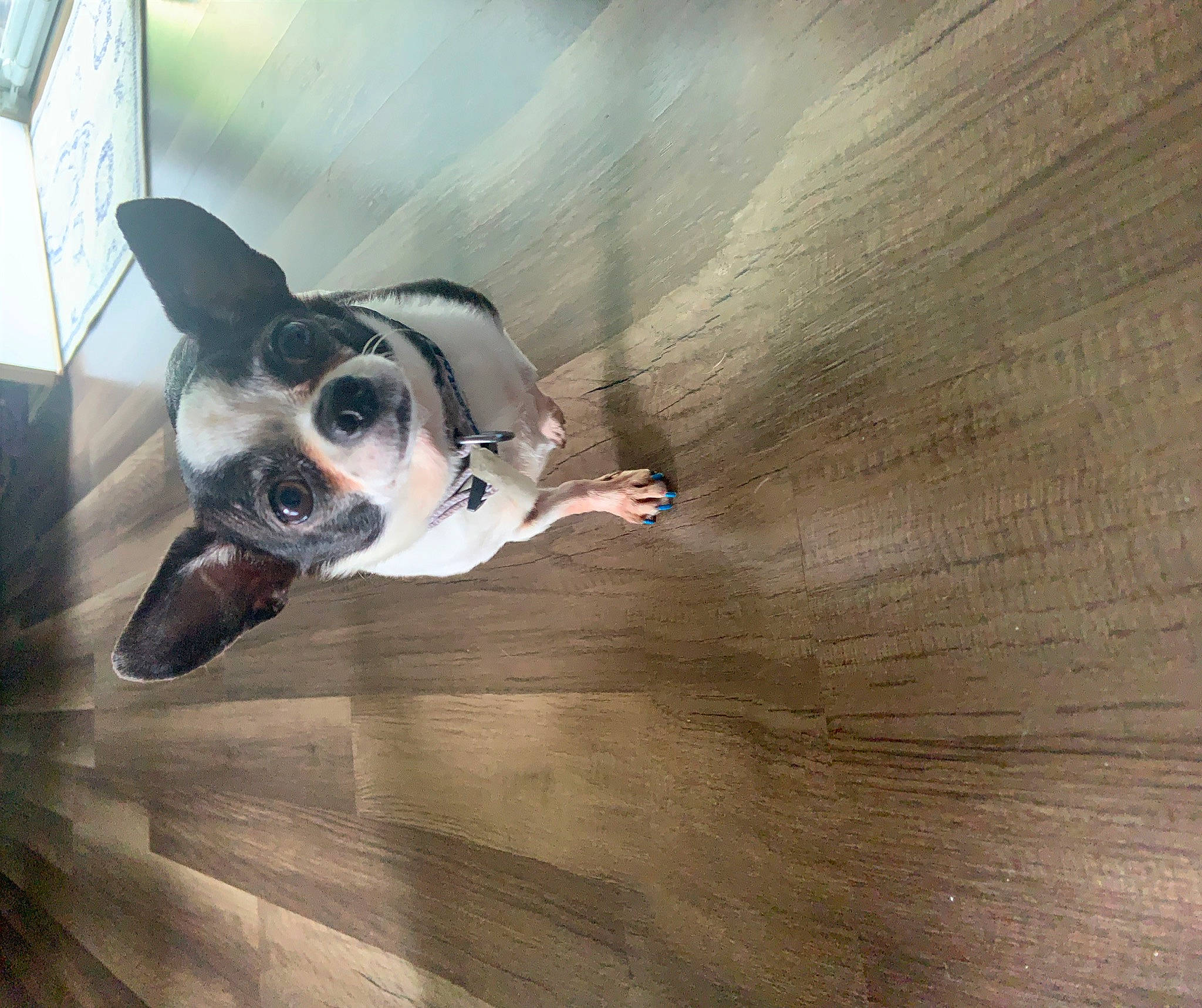 Precious joined the competition — help win amazing prizes! boston_terrier, canidae, carnivore, companion_dog, dog, dog_breed, ear, fawn, floor, flooring, rat_terrier, ratonero_bodeguero_andaluz, toy_dog, toy_fox_terrier, wood