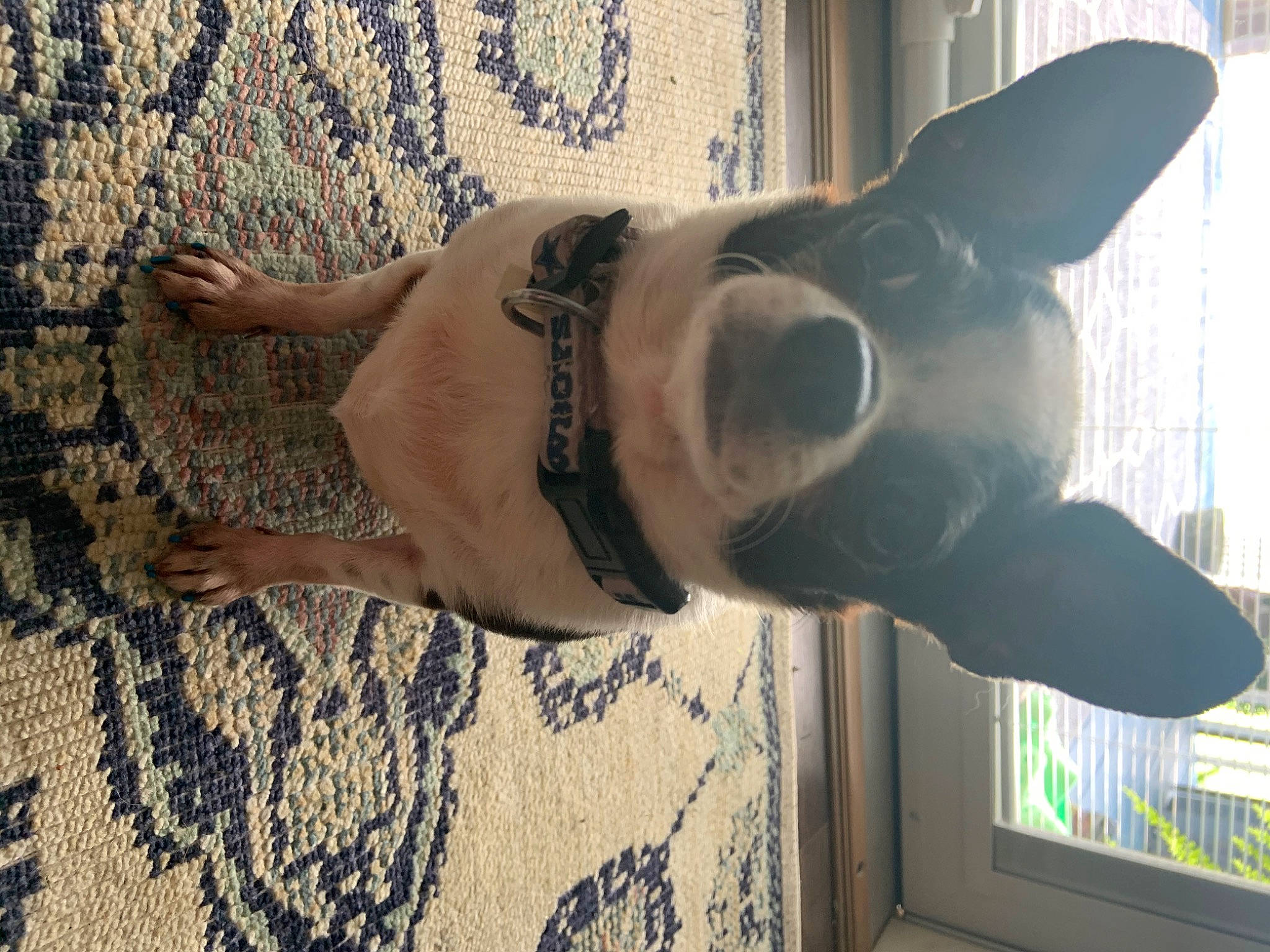 Precious is registered to the contest to win money with this photo: bulldog, canidae, carnivore, companion_dog, dog, dog_breed, ear, fawn, french_bulldog, non_sporting_group, snout, tail