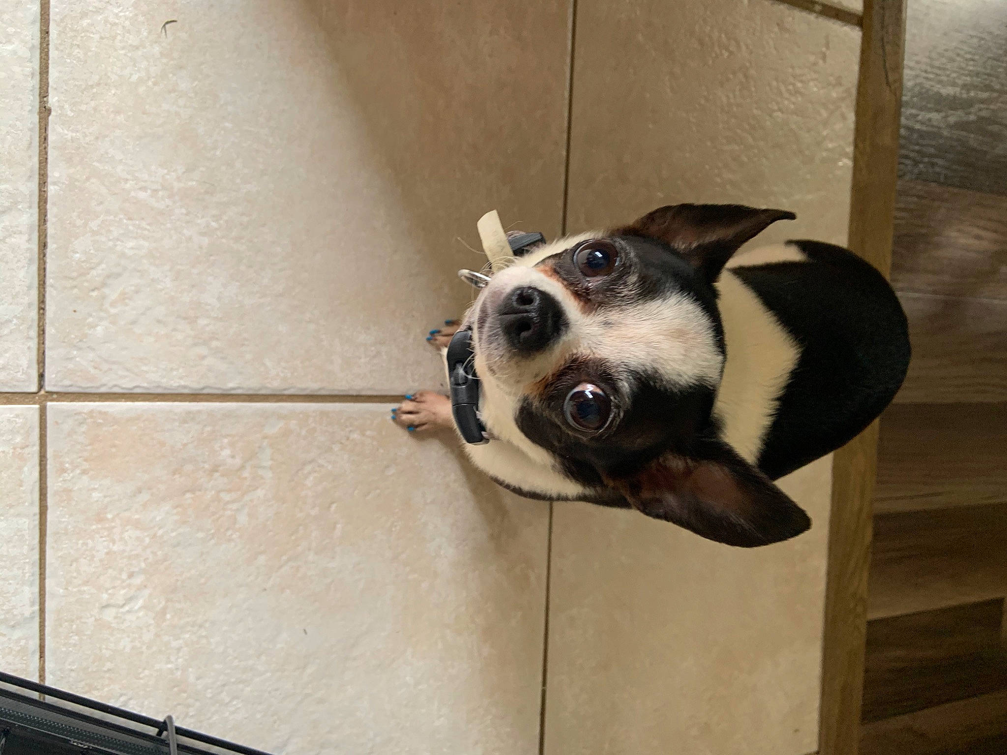 Precious joined the competition — help win amazing prizes! animal_shelter, canidae, carnivore, companion_dog, dog, dog_breed, door, ear, floor, flooring, kennel, mammal, nose, rat_terrier, snout, tile, vertebrate
