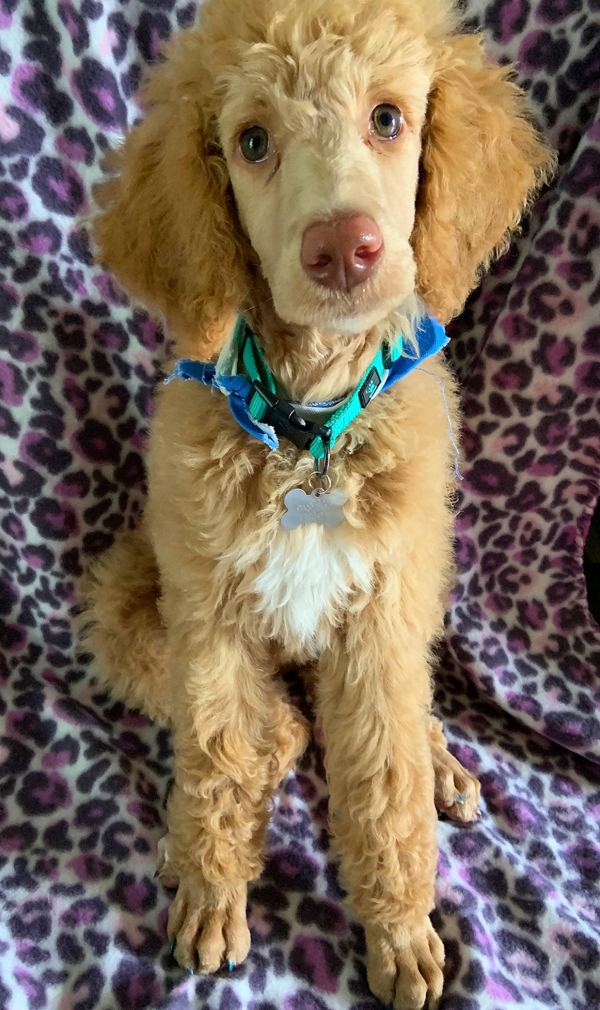 Aspyn joined the competition — help win amazing prizes! canidae, carnivore, companion_dog, dog, dog_breed, dog_collar, goldendoodle, labradoodle, mammal, miniature_poodle, non_sporting_group, poodle, poodle_crossbreed, puppy, rare_breed_dog, snout, sporting_group, standard_poodle, toy_poodle, vertebrate