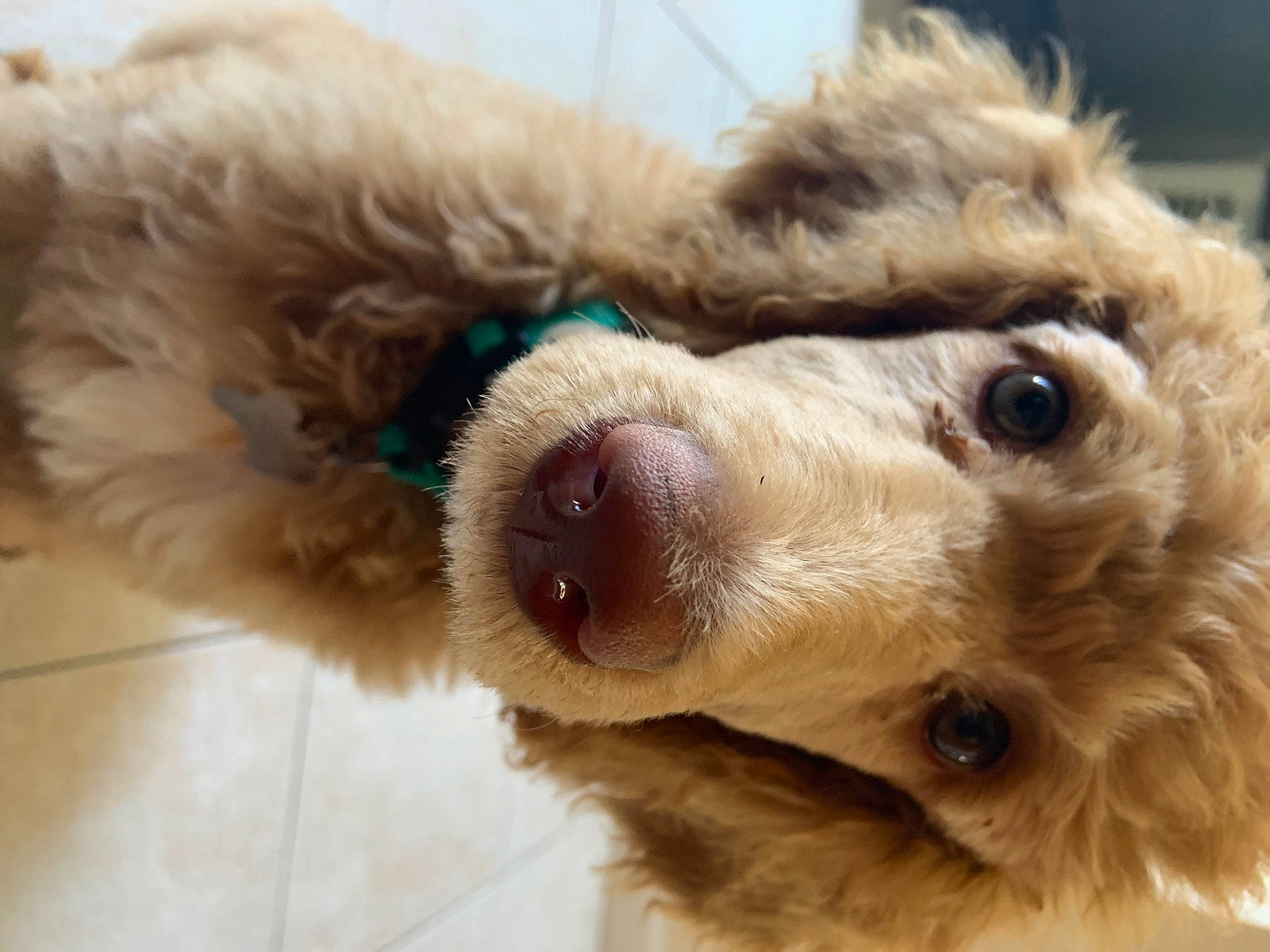 Aspyn joined the competition — help win amazing prizes! canidae, carnivore, close_up, cockapoo, companion_dog, dog, dog_breed, eye, goldendoodle, lagotto_romagnolo, maltepoo, miniature_poodle, nose, poodle, poodle_crossbreed, puppy, snout, sporting_group, standard_poodle, toy_poodle