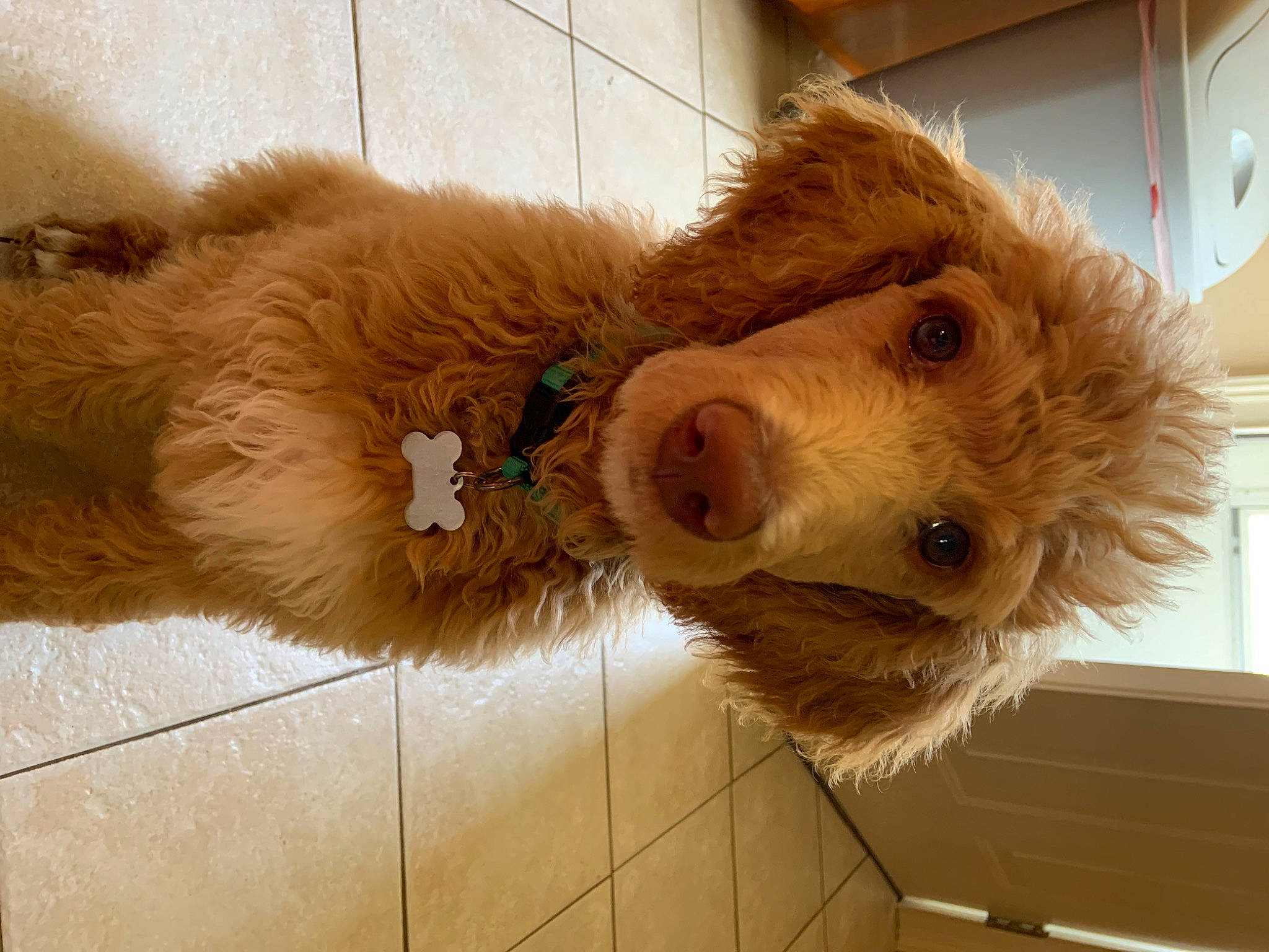 Aspyn is registered to the contest to win money with this photo: canidae, carnivore, cockapoo, companion_dog, dog, dog_breed, fawn, fur, golden_retriever, goldendoodle, labradoodle, poodle_crossbreed, snout, sporting_group