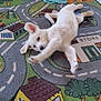 puppy, white_dog, playful, rug, colorful, kids_play_rug, roads, houses, indoor, dog_bed, blanket, toy, floor, wooden_floor, pet, animal, curious, stretching, cozy, room