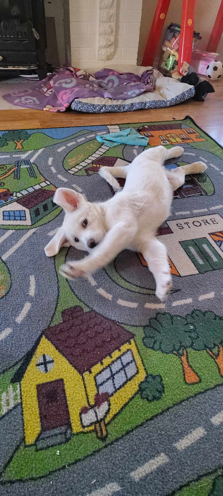 Monty is registered to the contest to win money with this photo: puppy, white_dog, playful, rug, colorful, kids_play_rug, roads, houses, indoor, dog_bed, blanket, toy, floor, wooden_floor, pet, animal, curious, stretching, cozy, room