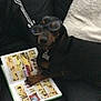 dog, dachshund, glasses, comic_book, reading, paw, couch, black_fur, brown_fur, collar, tag, furniture, blanket, indoor, relaxed, pet, animal, leisure, close_up, cute