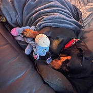 Fleche a rejoint le concours — aidez-le/la à gagner de superbes lots ! animal, black_and_brown, blanket, comfort, couch, cozy, dog, fur, home, indoor, paw, pet, plush_toy, red_collar, relaxed, resting, sleeping, snuggling, soft, toy