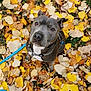 Peaky a rejoint le concours — aidez-le/la à gagner de superbes lots ! dog, pitbull, canine, autumn, fallen_leaves, yellow_leaves, outdoor, leash, harness, portrait, looking_up, cute, brown_nose, gray_coat, white_chest, ears, eyes, grass, sitting, close_up