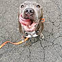 Peaky participe au concours pour gagner de l'argent avec cette photo : dog, tongue_out, close_up, leash, pavement, happy, snout, brown_coat, eyes, harness, sitting, looking_up, playful, pet, canine, outdoor, pavement_cracks, nose, smile, animal