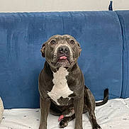 Peaky a rejoint le concours — aidez-le/la à gagner de superbes lots ! dog, pitbull, pet, sitting, couch, blue_couch, white_blanket, tongue_out, looking_up, indoor, portrait, paws, chest_patch, gray_coat, relaxed, adorable, home_interior, fur, tail, eyes