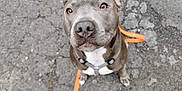 Peaky a rejoint le concours — aidez-le/la à gagner de superbes lots ! dog, pitbull, canine, close_up, portrait, sitting, orange_leash, harness, nose, whiskers, amber_eyes, gray_fur, short_fur, pavement, asphalt, street, outdoor, pet, attentive, adorable
