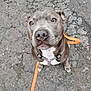 dog, pitbull, canine, close_up, portrait, sitting, orange_leash, harness, nose, whiskers, amber_eyes, gray_fur, short_fur, pavement, asphalt, street, outdoor, pet, attentive, adorable