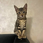 Zina a rejoint le concours — aidez-le/la à gagner de superbes lots ! cat, kitten, tabby, pet, animal, feline, sitting, couch, armrest, indoor, fur, whiskers, paws, ears, eyes, closeup, portrait, blurred_background, curious, domestic