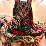 Zina a rejoint le concours — aidez-le/la à gagner de superbes lots ! cat, tabby, animal, pet, indoor, shawl, fabric, pattern, floral, colorful, wrapped, cute, curious, portrait, closeup, feline, eyes, whiskers, cozy, soft