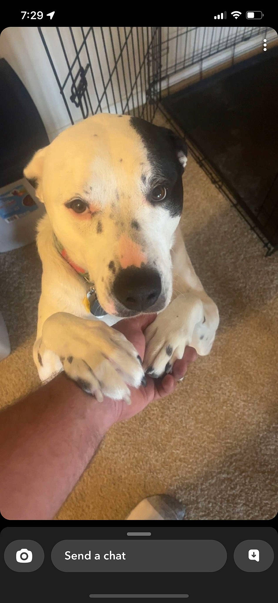 Oreo is registered to the contest to win money with this photo: canidae, carnivore, companion_dog, dog, dog_breed, fawn, guard_dog, jaw, non_sporting_group, paw, snout, sporting_group, terrestrial_animal, whiskers, working_animal